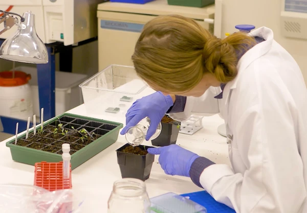 Helico scientist working