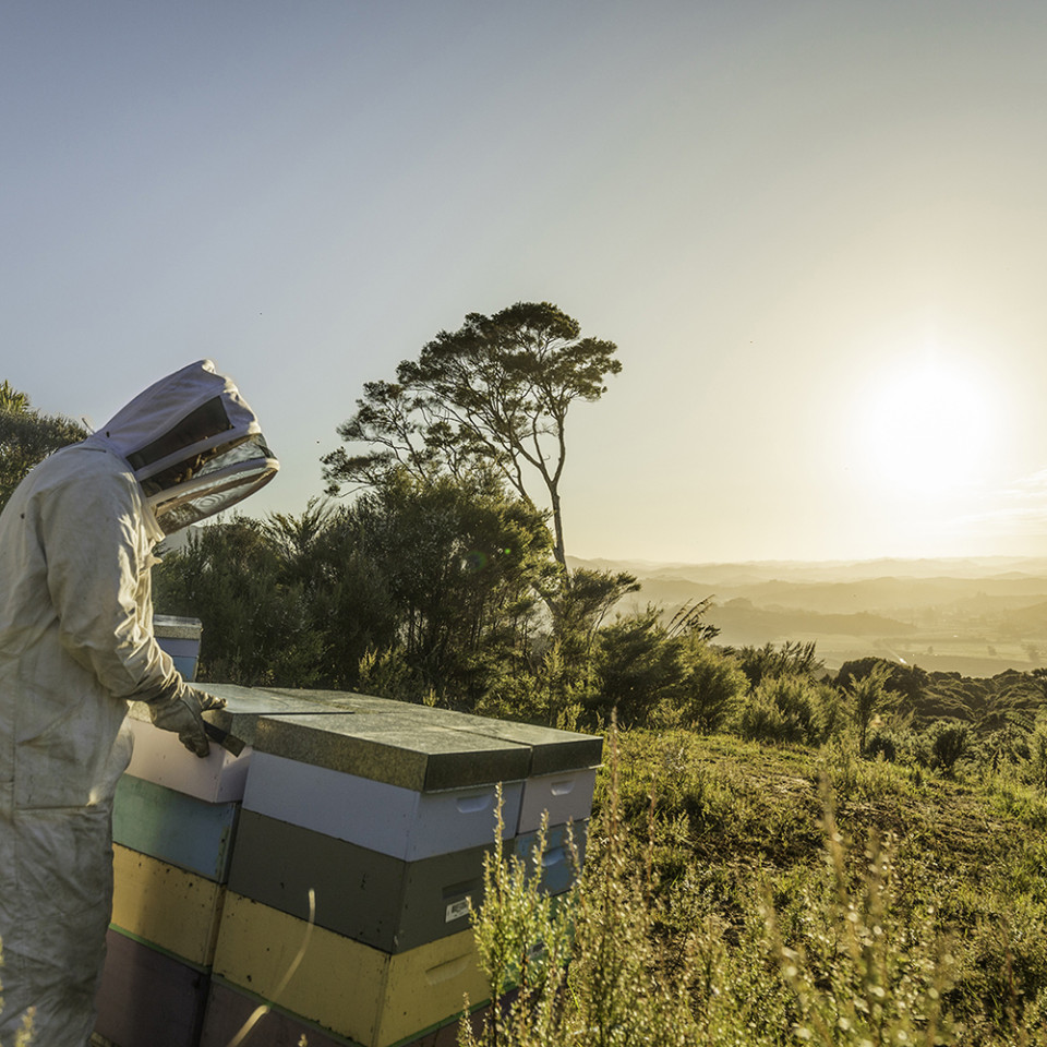 manuka health beekeeper img3